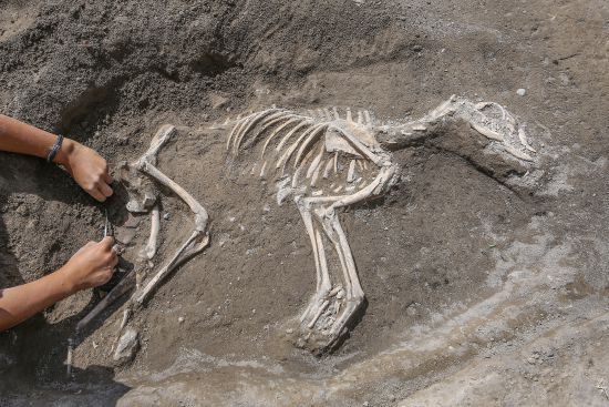 3 Bin yıllık köpek iskeleti bulundu