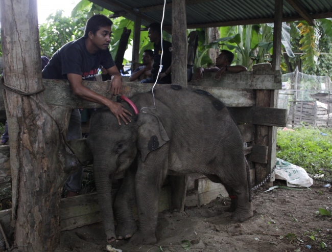 Nesli tükenmekte olan Sumatra filleri