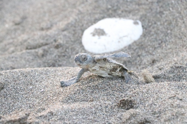 Mersin'de yavru caretta carettalar denizle buluşuyor
