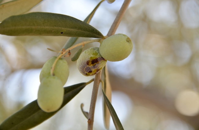 Akdeniz ve Ege'de 'zeytin sineği' sıkıntısı