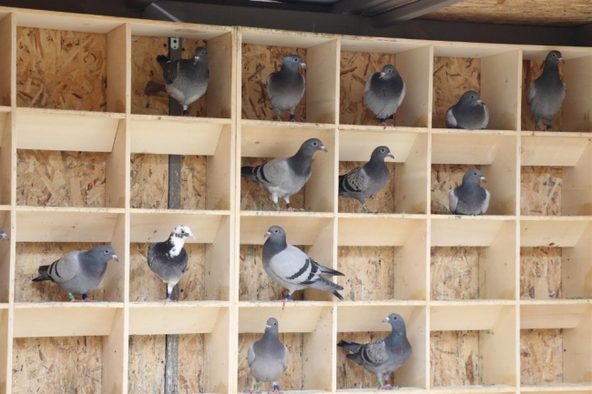 Edirne'de posta güvercinleri yarışa "bebek gibi" bakılarak hazırlanıyor
