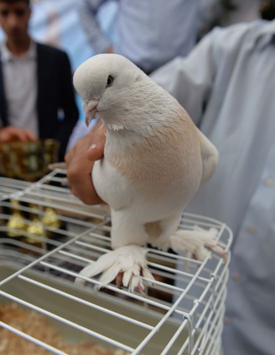 Şanlıurfa'da "en güzel güvercin yarışması" yapıldı