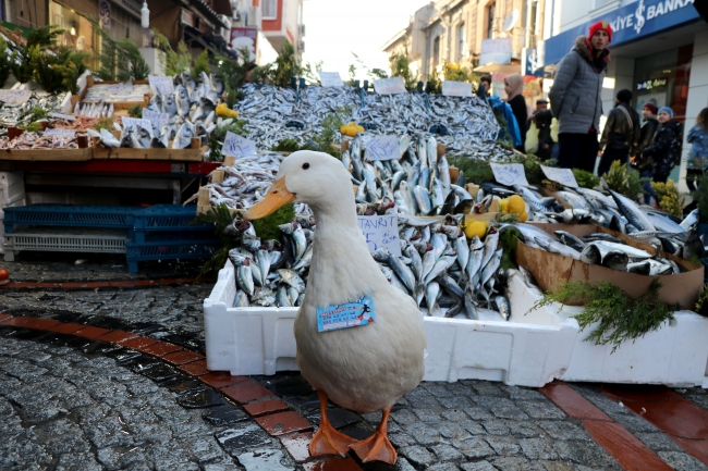 Balıkçıların hamsiyle beslediği ördek, pazarın maskotu oldu
