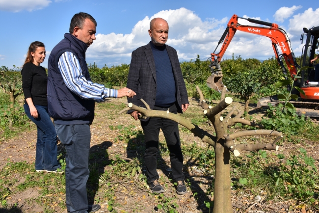 Çocuklar parklarda dalından portakal yiyebilecek