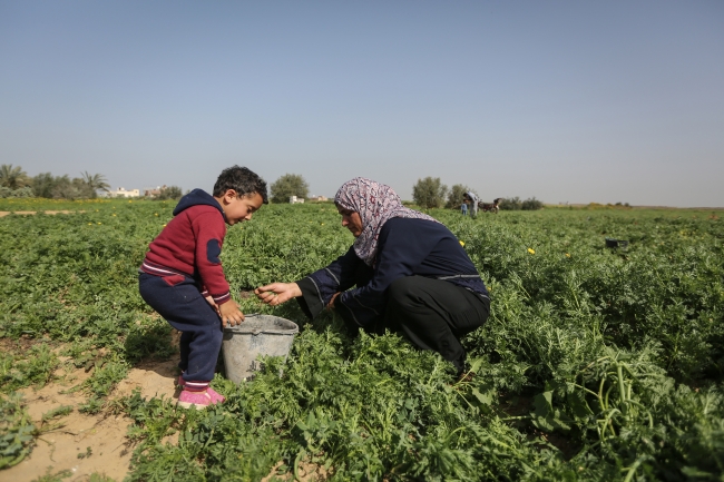 Gazzeli kadın çiftçilerin ateş hattındaki yaşam mücadelesi