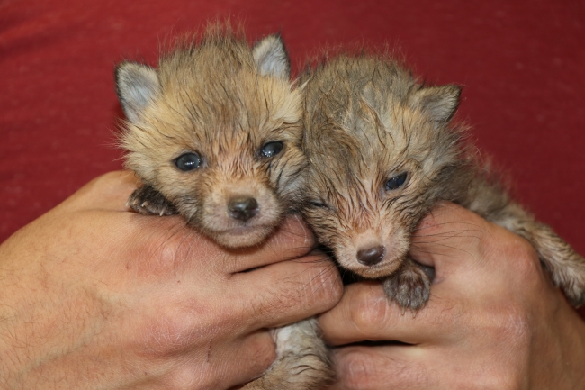 Tilki yavrularına bir köpek annelik yapıyor