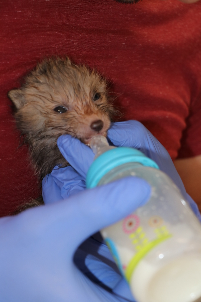 Tilki yavrularına bir köpek annelik yapıyor