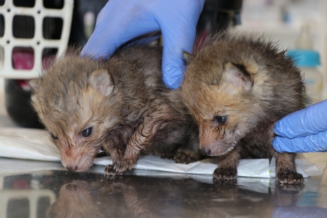 Tilki yavrularına bir köpek annelik yapıyor