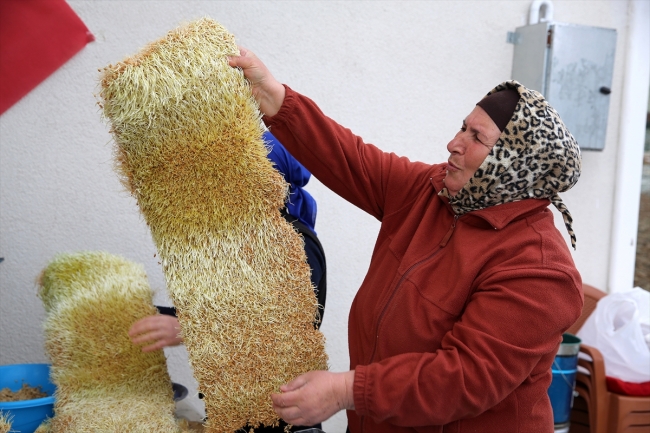 Ahısıka Türkleri'nin bahar geleneği: "Sümelek" tatlısı