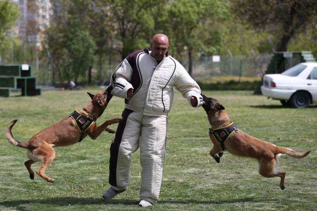 Terörle mücadelenin mayın ve EYP köpeklerine özel eğitim