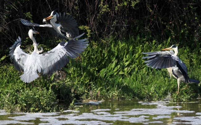 Kızılırmak Deltası "UNESCO Dünya Doğal Miras Listesi" yolunda