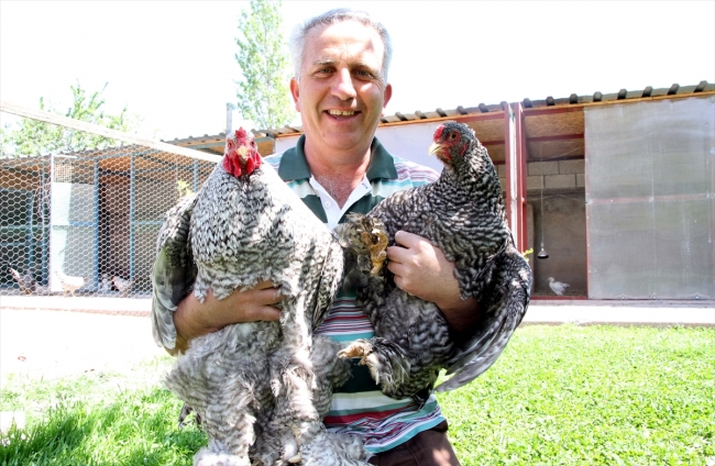 Şerafettin Tezcan'ın tutkusu: Süs tavukları