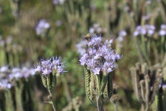 Arı otu bitkisiyle, arı sayısı ve bal üretiminde artış bekleniyor