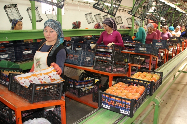 Rusya'nın kararı domates üreticisinin yüzünü güldürdü
