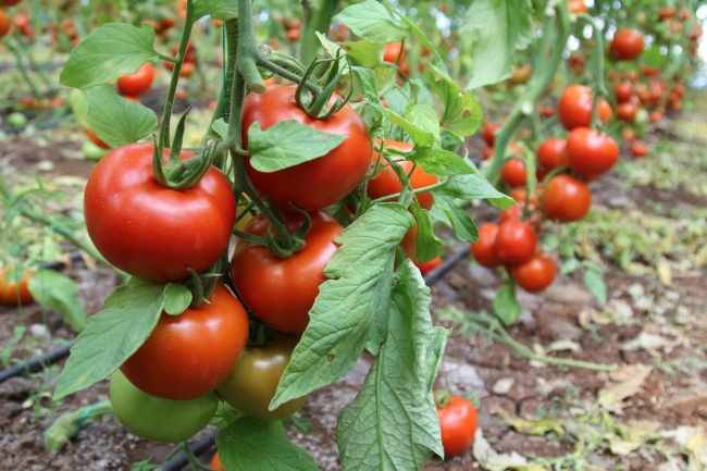 Rusya'nın kararı domates üreticisinin yüzünü güldürdü