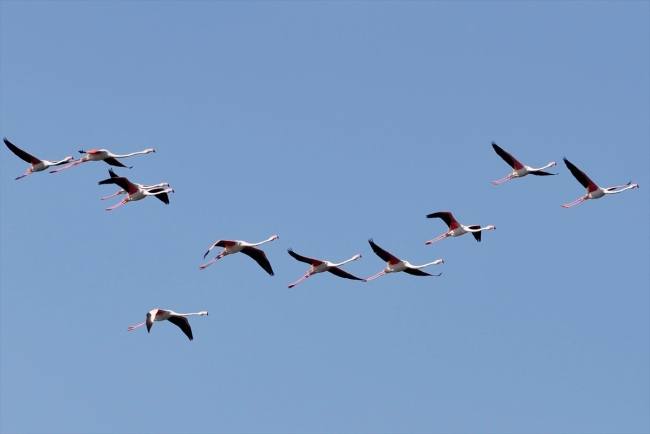 Eber Gölü doğa tutkunlarını misafir ediyor