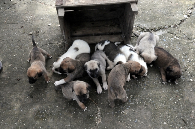 Yağmurda kalan yavru köpekleri Erkayıran ailesi sahiplendi