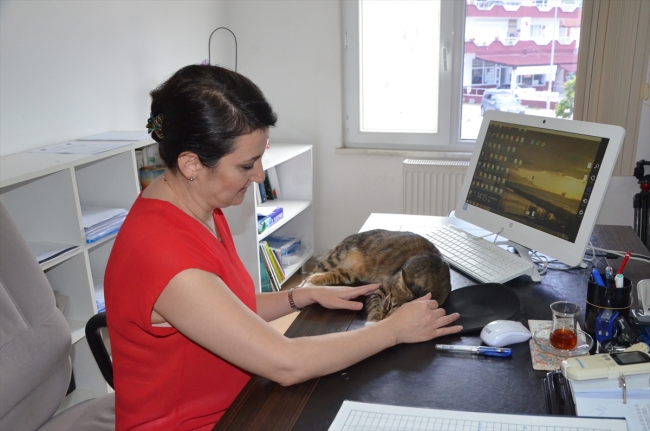 Esenköy Belediyesi kapılarını kedilere açtı