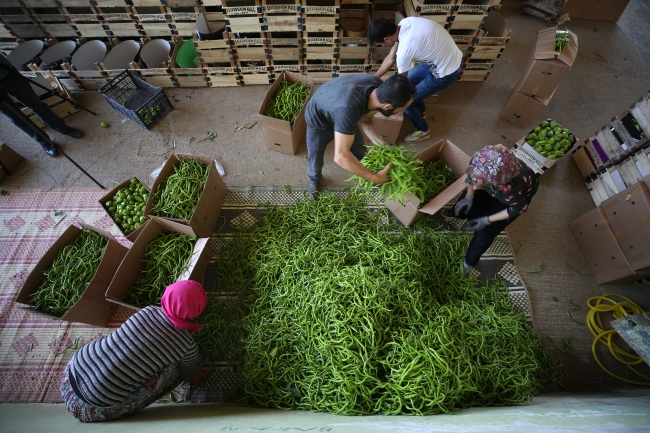 Yenişehir biberi Avrupa ülkelerinde beğeniyle tüketiliyor