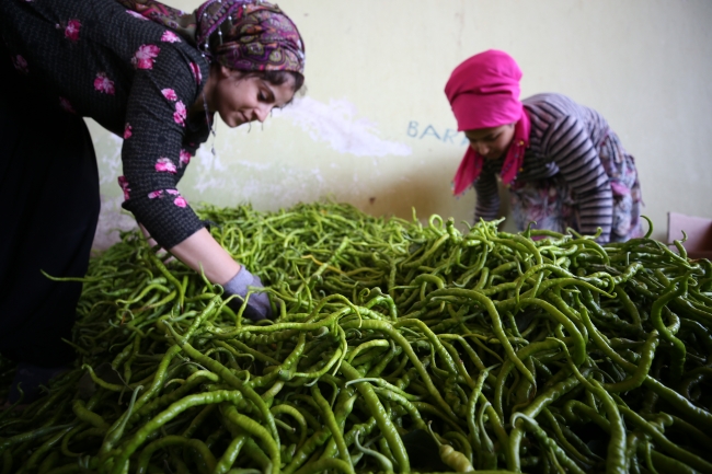 Yenişehir biberi Avrupa ülkelerinde beğeniyle tüketiliyor