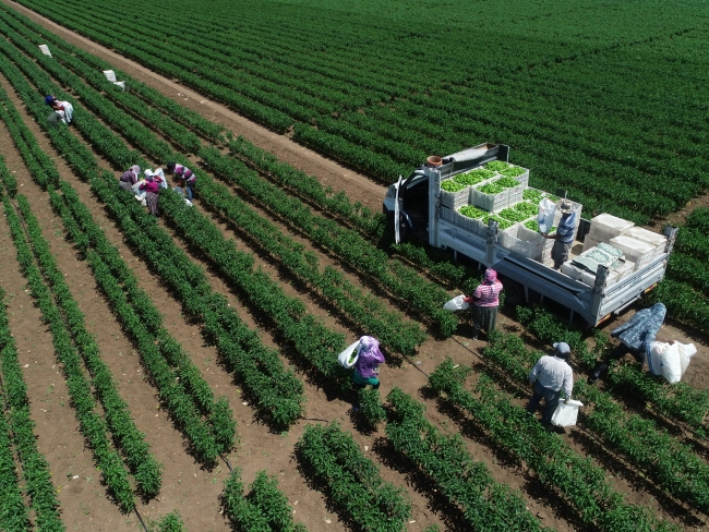 Yenişehir biberi Avrupa ülkelerinde beğeniyle tüketiliyor