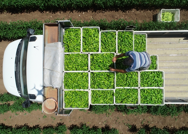Yenişehir biberi Avrupa ülkelerinde beğeniyle tüketiliyor