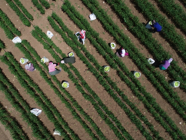 Yenişehir biberi Avrupa ülkelerinde beğeniyle tüketiliyor