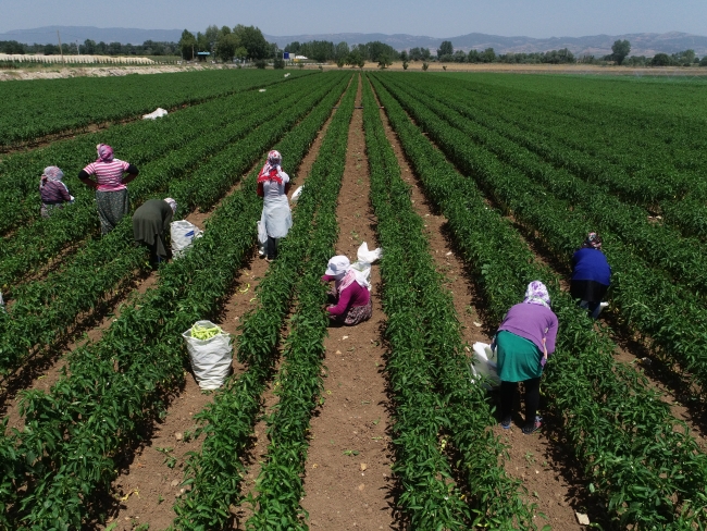 Yenişehir biberi Avrupa ülkelerinde beğeniyle tüketiliyor