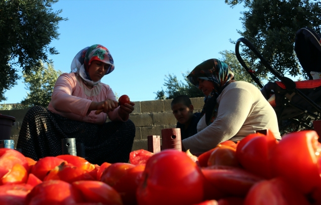 Hatay'da domates salçasının sofralara yolculuğu başladı