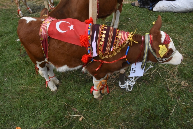 İki bin rakımlı yaylada festival keyfi