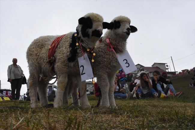 İki bin rakımlı yaylada festival keyfi