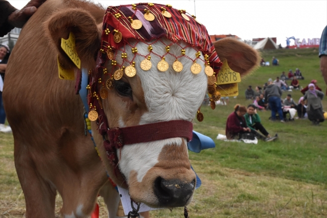 İki bin rakımlı yaylada festival keyfi