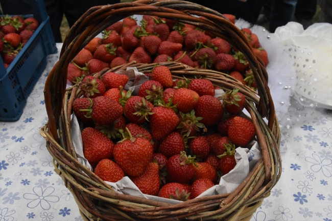 İki bin rakımlı yaylada festival keyfi