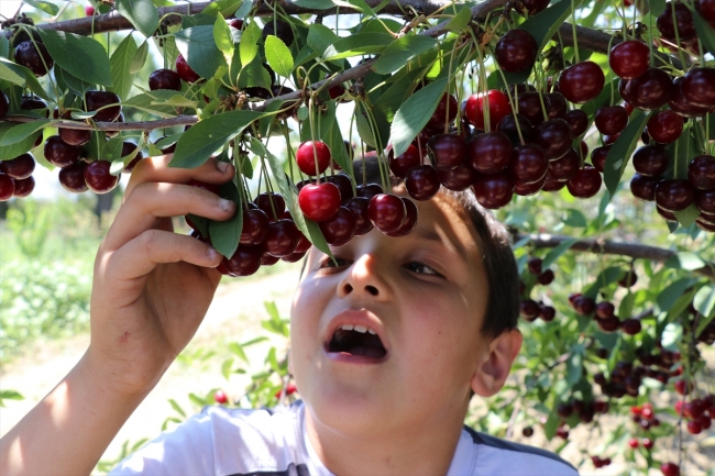 Kütahya Vişnesi coğrafi işaret alacak