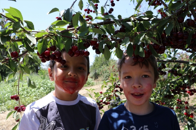 Kütahya Vişnesi coğrafi işaret alacak