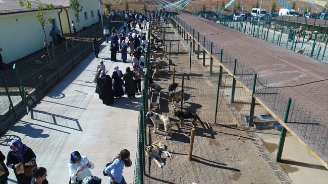 Sivas kurduğu 'Hayvan Oteli' ile örnek oluyor