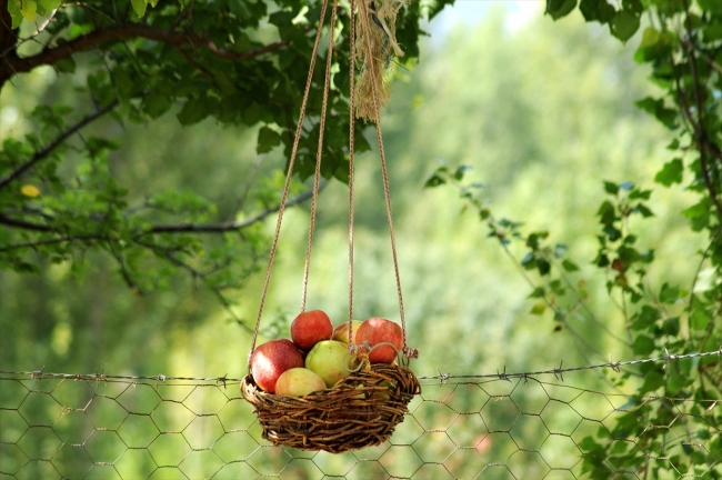 Yoldan geçenlere "göz hakkı sepeti" ile meyve ikramı
