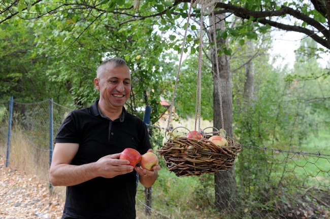 Yoldan geçenlere "göz hakkı sepeti" ile meyve ikramı