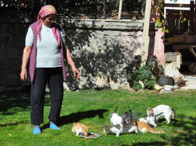 Köye bırakılan sahipsiz kedilere gönüllü bakıcılık yapıyor