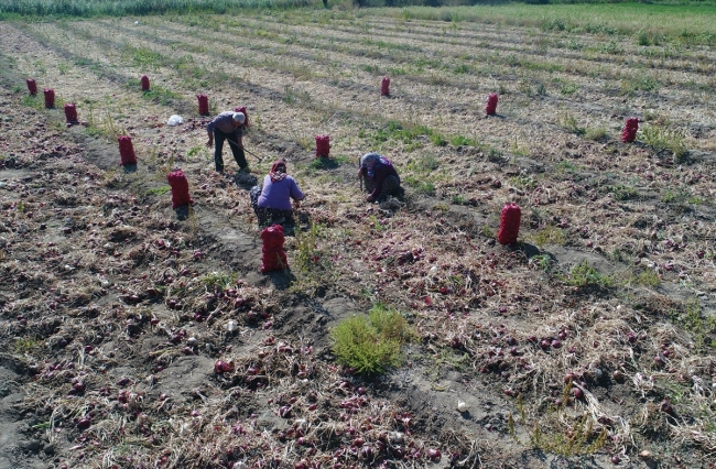 Kırıkkale'nin "Kılıçlar soğanı" artık tescilli