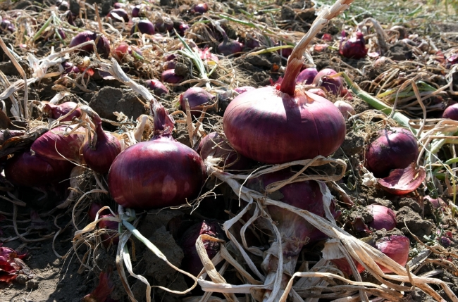 Kırıkkale'nin "Kılıçlar soğanı" artık tescilli
