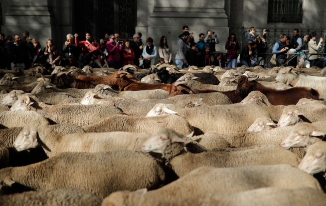 Madrid sokaklarında bin 500 koyunla Orta Çağ geleneği canlandırıldı