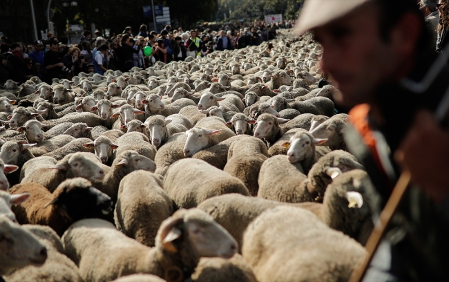 Madrid sokaklarında bin 500 koyunla Orta Çağ geleneği canlandırıldı