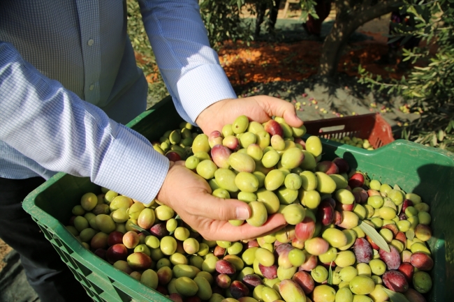Akhisar'da Domat zeytini hasadı başladı