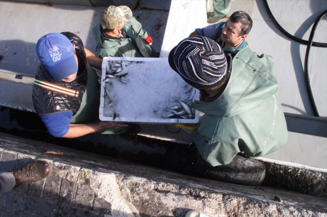 Limana yaklaşık 50 ton hamsiyle döndüler