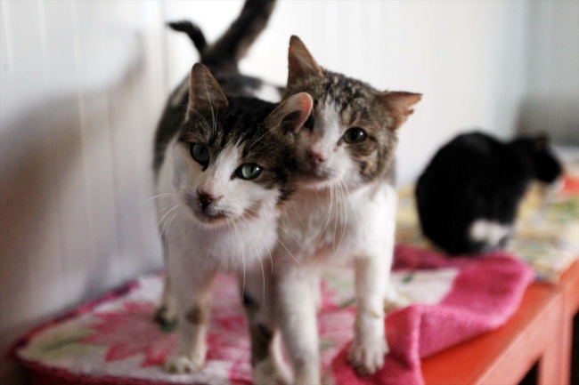 Samsun'da bin kedinin yaşadığı "Kedi Kasabası"