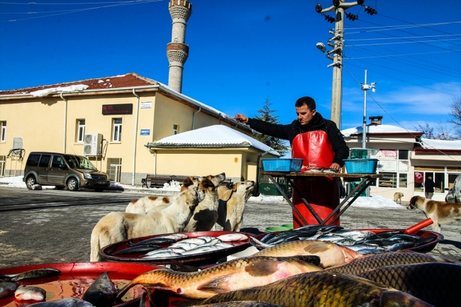 Sokak köpekleri seyyar balıkçının yolunu gözlüyor