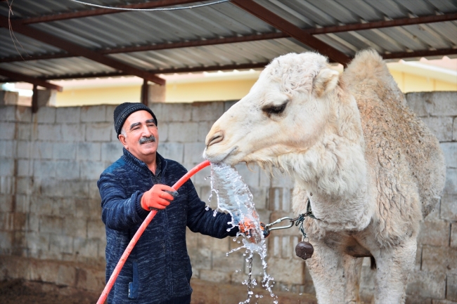 "Badem" ve "Sakız" adını verdiği develerine çocukları gibi bakıyor