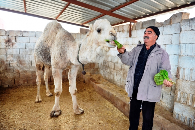 "Badem" ve "Sakız" adını verdiği develerine çocukları gibi bakıyor