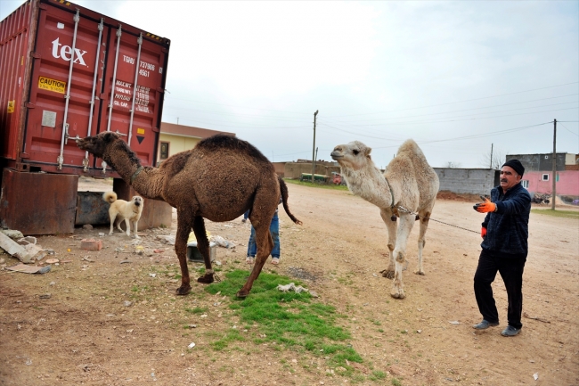 "Badem" ve "Sakız" adını verdiği develerine çocukları gibi bakıyor